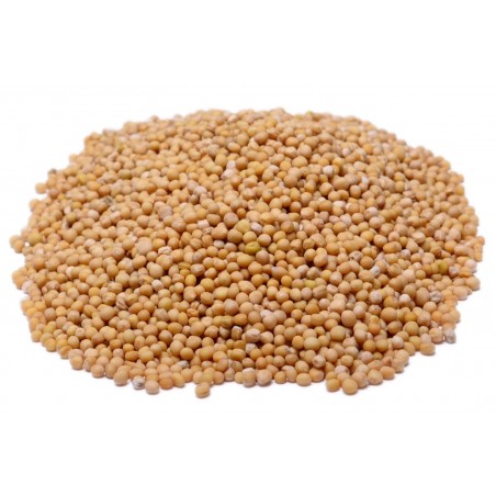 Yellow Mustard Seed | Bulkfoods.com