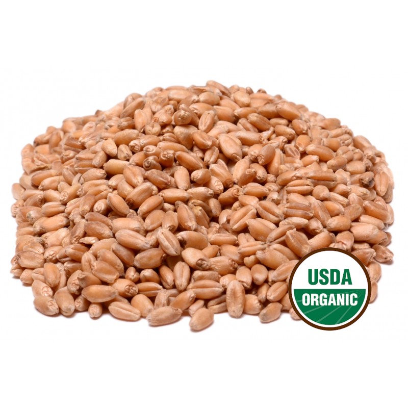 Organic Hard Wheat Kernels